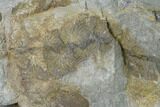 Pennsylvanian Fossil Fern (Neuropteris) Plate - Kentucky #137722-4